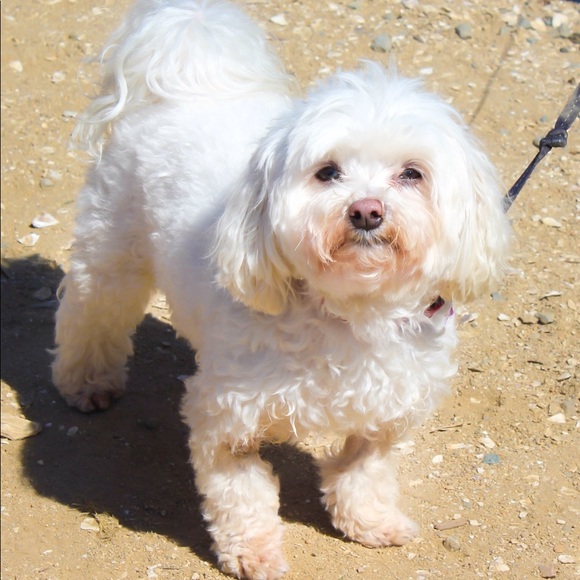 Meet your Posher, Sandi - Picture 1 of 1